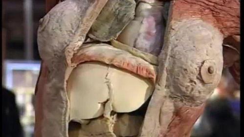 女人活体人体解剖视频,活体解剖视频深度解析
