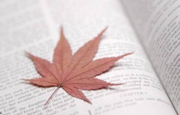 枫叶意境丝袜图片大全,秋季风情丝袜美图集锦